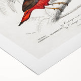 Romantic Era Art: Exotic Bird Illustrations by Charles Dessalines d’Orbigny