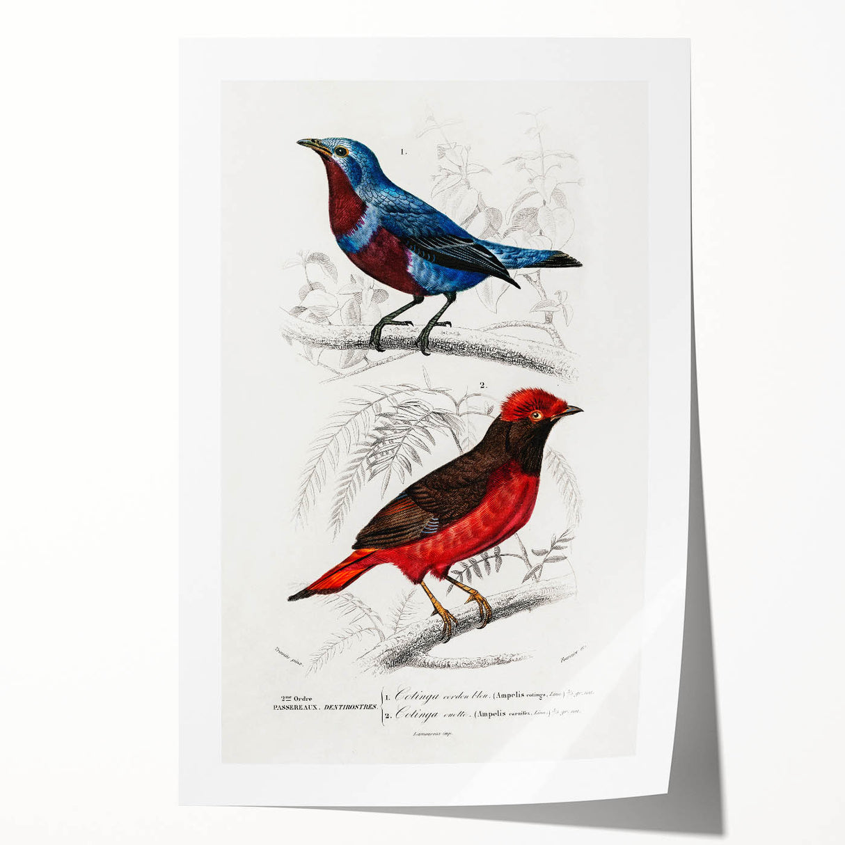 Romantic Era Art: Exotic Bird Illustrations by Charles Dessalines d’Orbigny