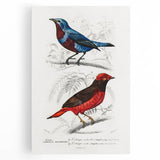 Romantic Era Art: Exotic Bird Illustrations by Charles Dessalines d’Orbigny