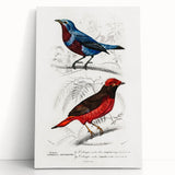 Romantic Era Art: Exotic Bird Illustrations by Charles Dessalines d’Orbigny