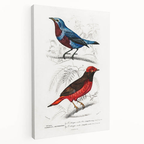Romantic Era Art: Exotic Bird Illustrations by Charles Dessalines d’Orbigny