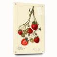 Acrylic glass print of large abstract fruit design in vibrant colors, ideal for dining room decor.