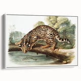 Romantic Era Art: "Ocelot or Leopard Cat" by John Woodhouse Audubon