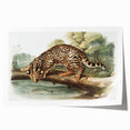 Romantic Era Art: "Ocelot or Leopard Cat" by John Woodhouse Audubon