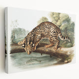 Romantic Era Art: "Ocelot or Leopard Cat" by John Woodhouse Audubon
