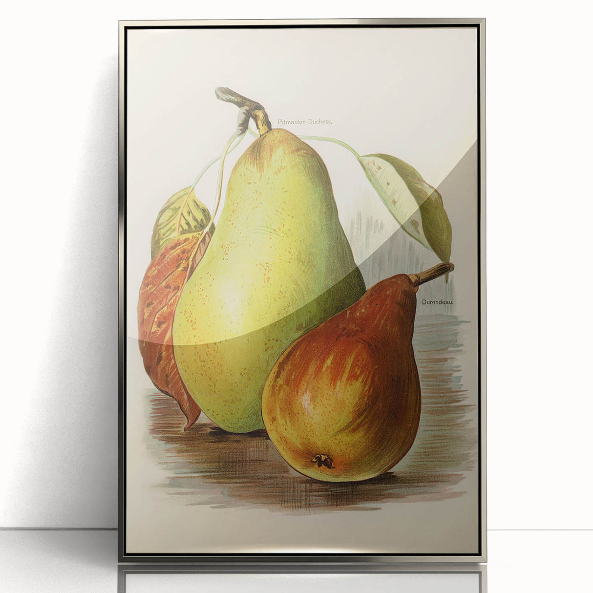 Realism Art Print of Vintage Pear Illustration - Classic Fruit Study