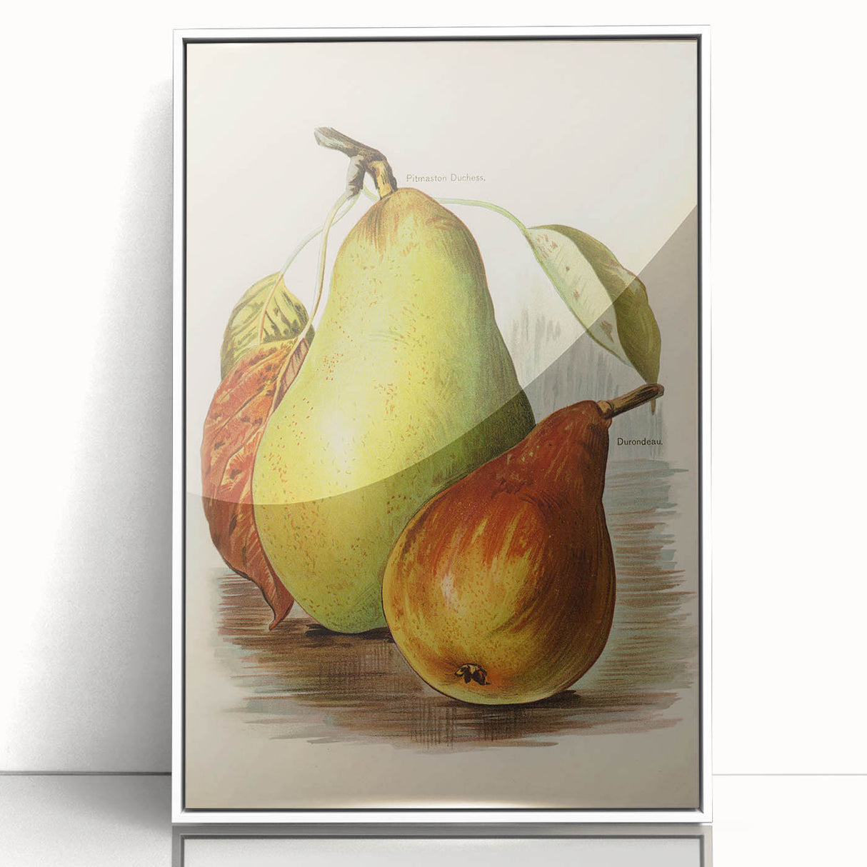 Realism Art Print of Vintage Pear Illustration - Classic Fruit Study