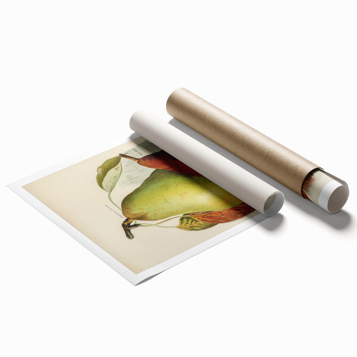 Realism Art Print of Vintage Pear Illustration - Classic Fruit Study