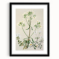 Realism Art Print of New Zealand Gentian - Vintage Botanical Illustration