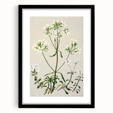 Realism Art Print of New Zealand Gentian - Vintage Botanical Illustration