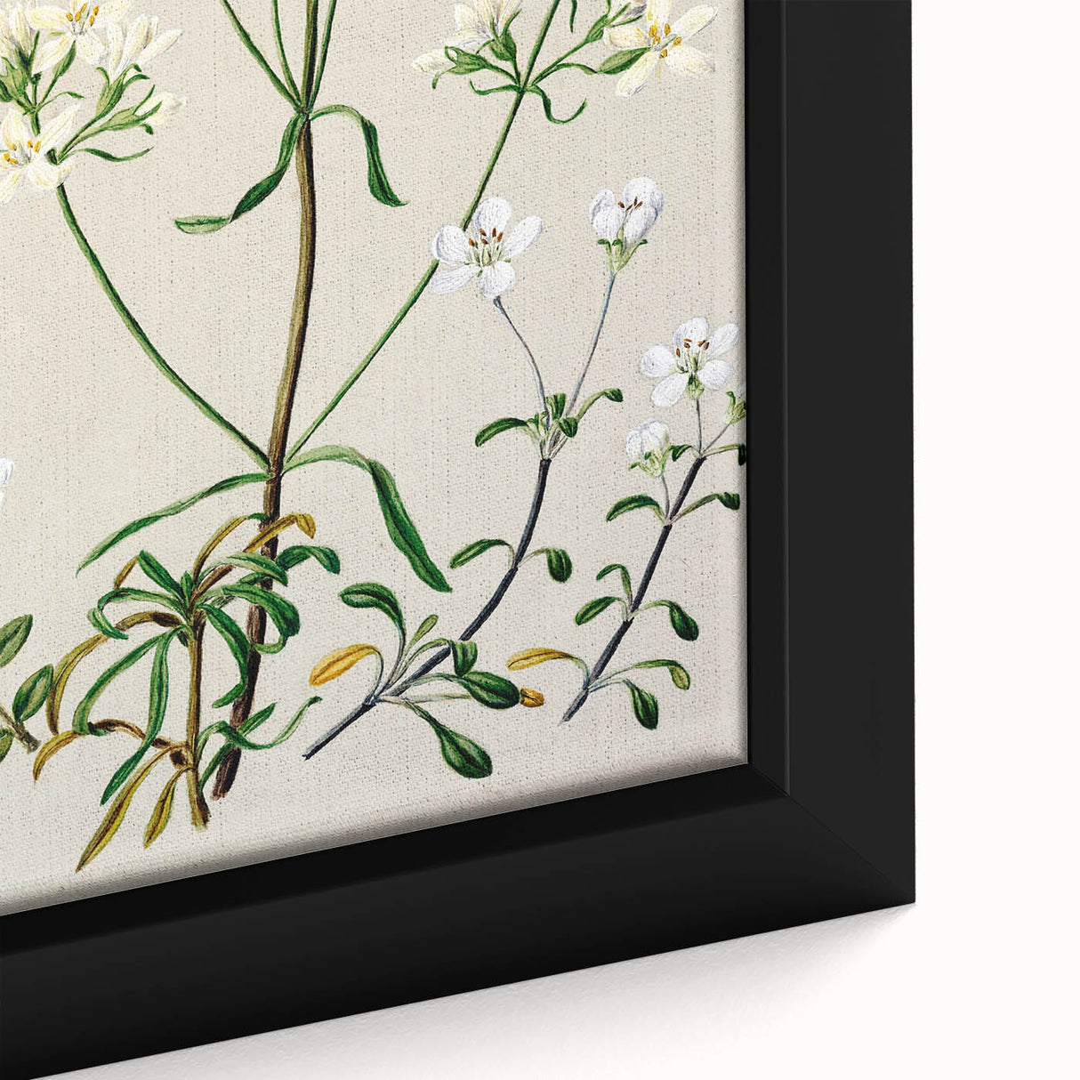 Realism Art Print of New Zealand Gentian - Vintage Botanical Illustration