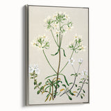 Realism Art Print of New Zealand Gentian - Vintage Botanical Illustration
