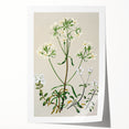 Realism Art Print of New Zealand Gentian - Vintage Botanical Illustration