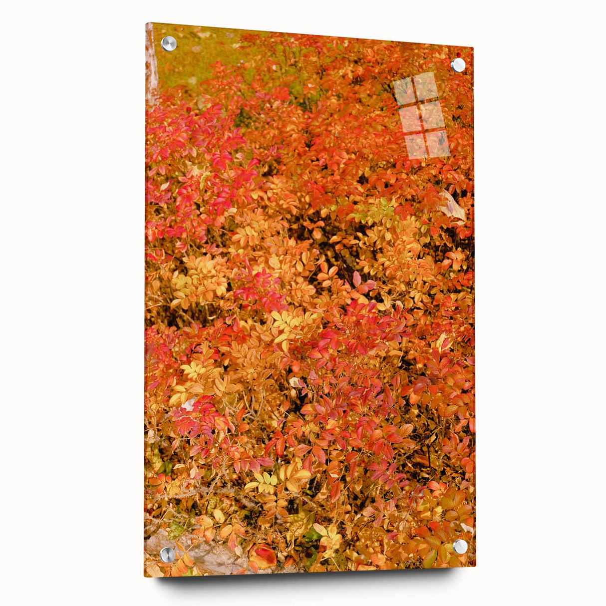 Large abstract wall art depicting fall foliage in red and orange tones on acrylic glass.