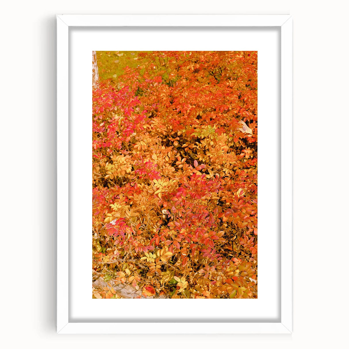 Abstract art print depicting autumnal trees in vibrant orange and red tones on a white framed canvas.