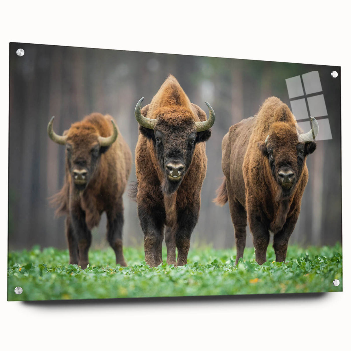 Acrylic glass print of a Polish landscape with lush greenery and river, ideal for dining room decor.