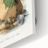 Romanticism Art - Spongode Coral Study - Classic Romantic Print