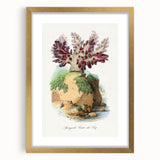 Romanticism Art - Spongode Coral Study - Classic Romantic Print