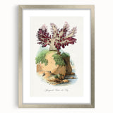 Romanticism Art - Spongode Coral Study - Classic Romantic Print