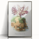 Romanticism Art - Spongode Coral Study - Classic Romantic Print