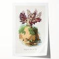 Romanticism Art - Spongode Coral Study - Classic Romantic Print