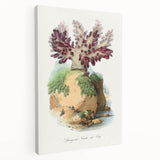 Romanticism Art - Spongode Coral Study - Classic Romantic Print