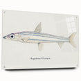 Realism Art Print of Argentina Elongata - Vintage Marine Life Illustration