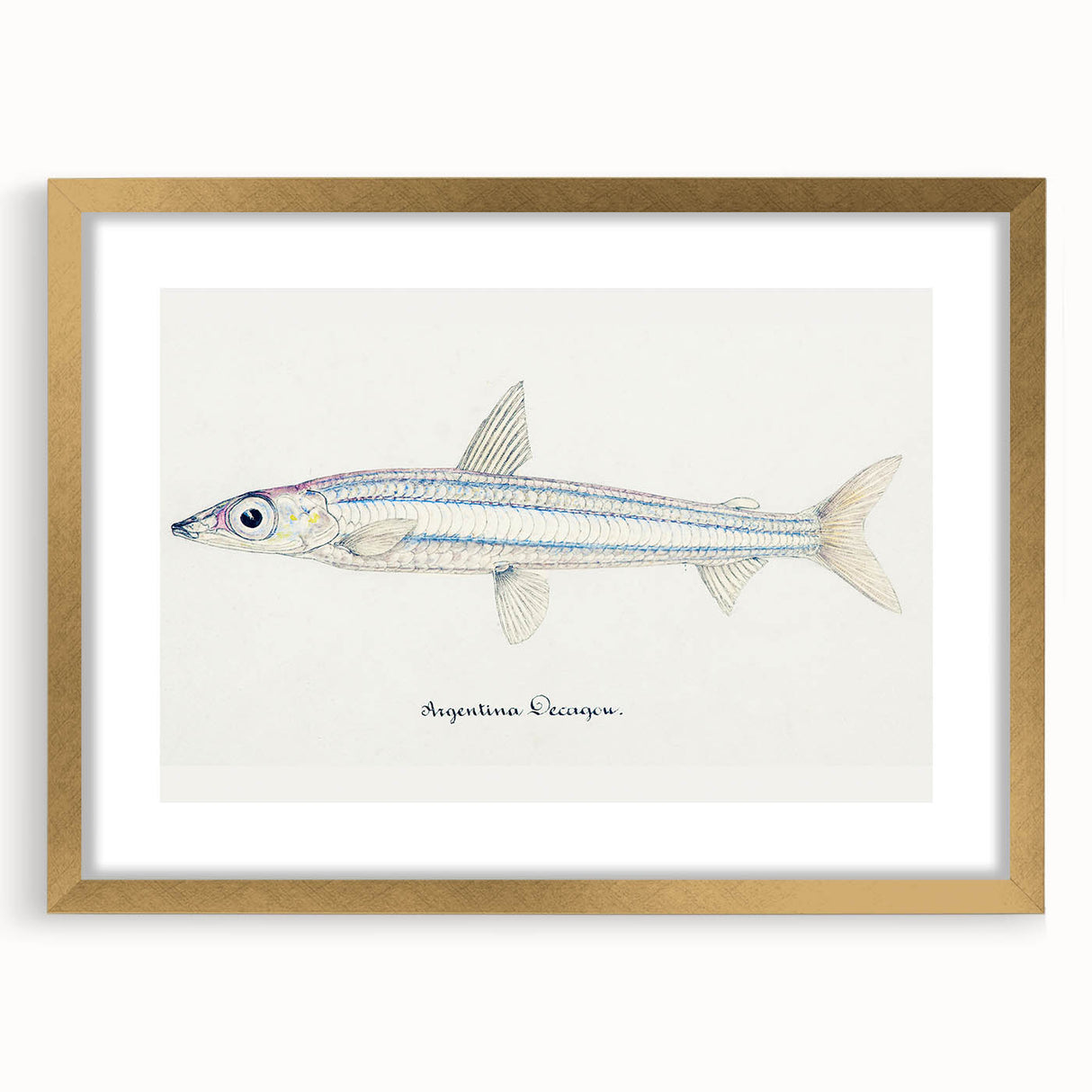 Realism Art Print of Argentina Elongata - Vintage Marine Life Illustration