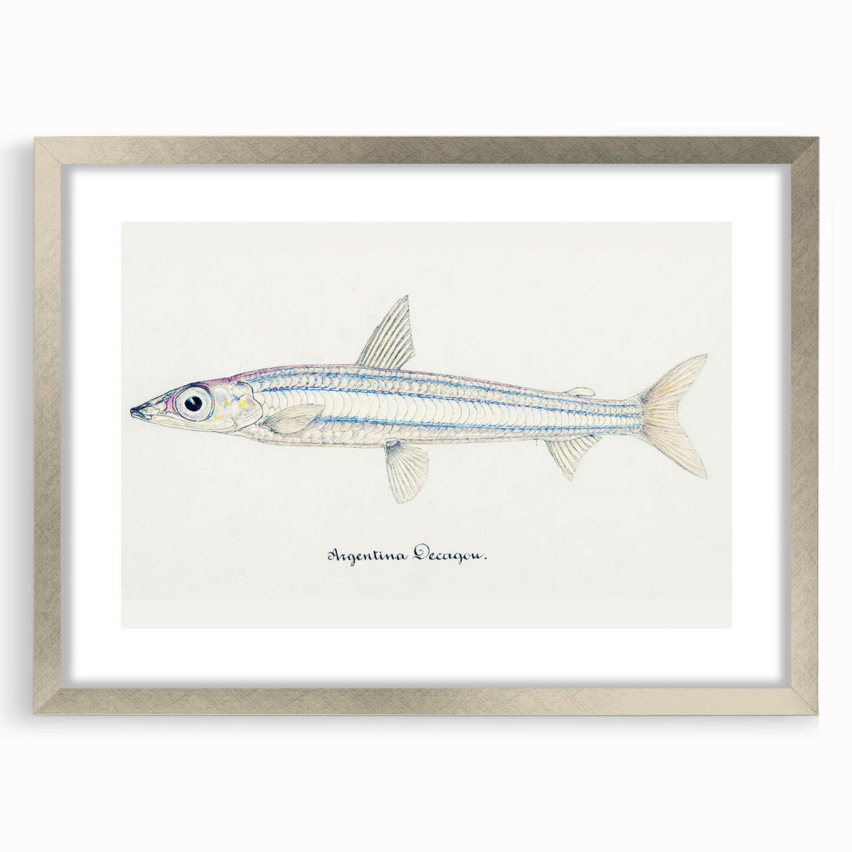 Realism Art Print of Argentina Elongata - Vintage Marine Life Illustration