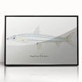 Realism Art Print of Argentina Elongata - Vintage Marine Life Illustration