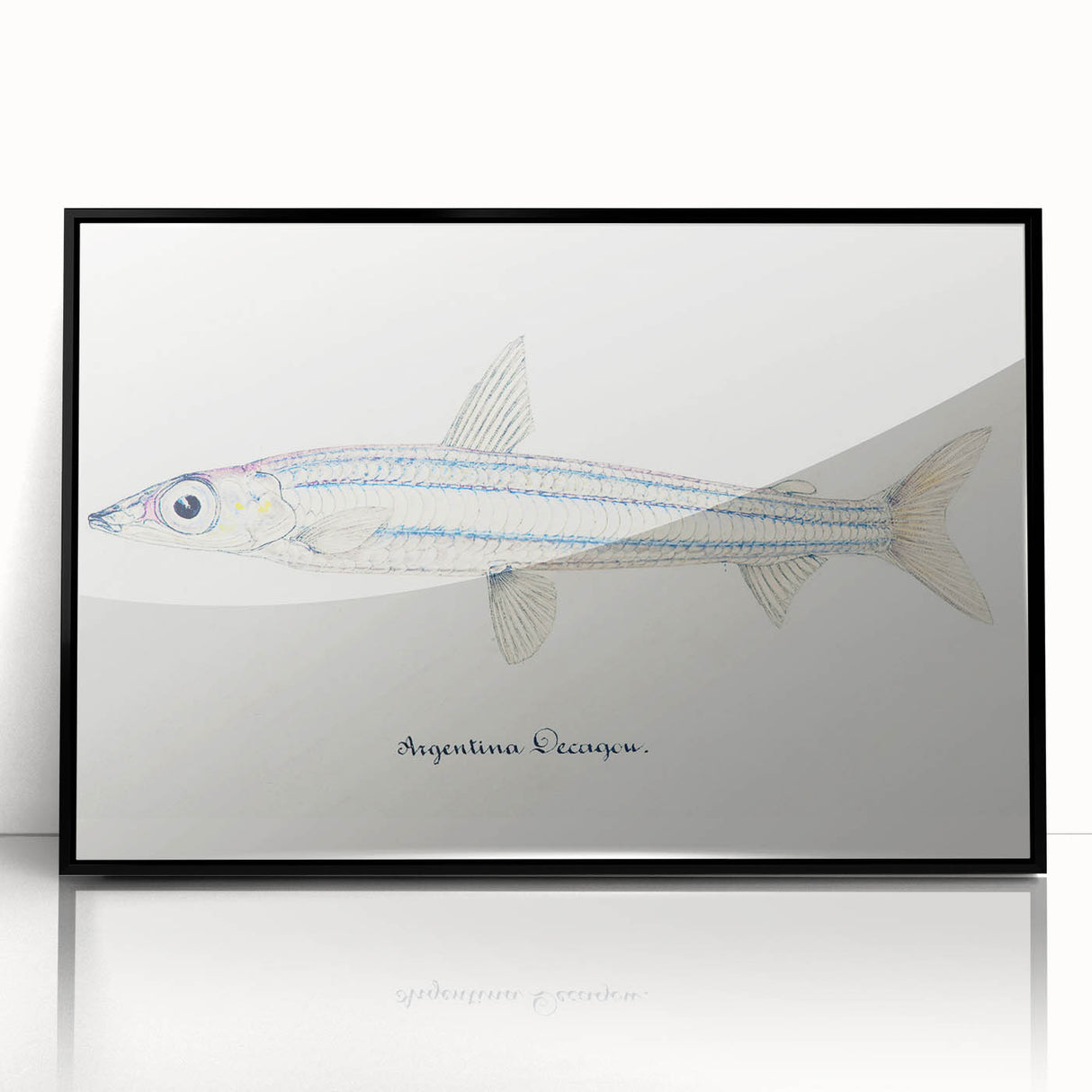 Realism Art Print of Argentina Elongata - Vintage Marine Life Illustration