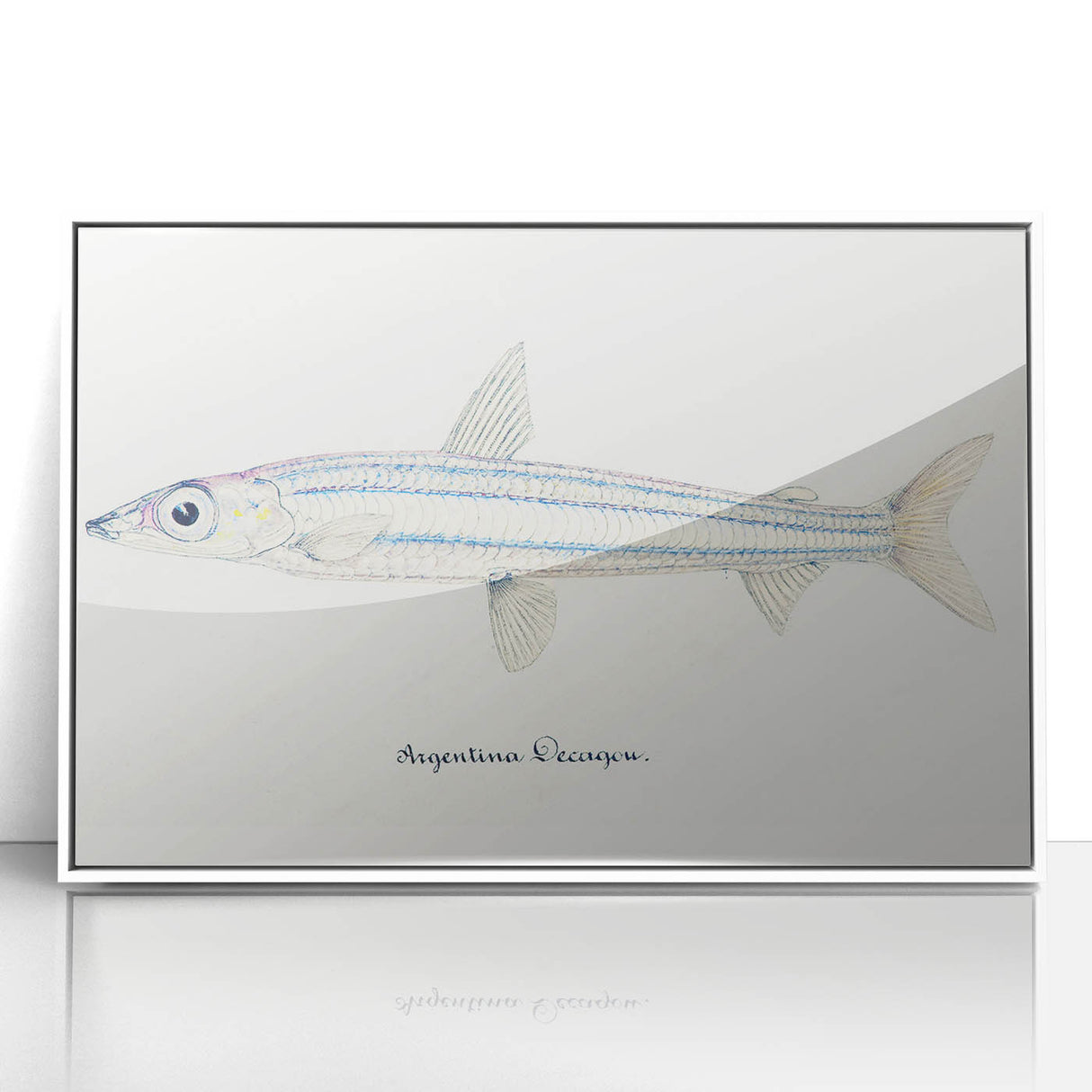 Realism Art Print of Argentina Elongata - Vintage Marine Life Illustration