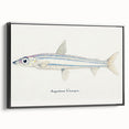 Realism Art Print of Argentina Elongata - Vintage Marine Life Illustration