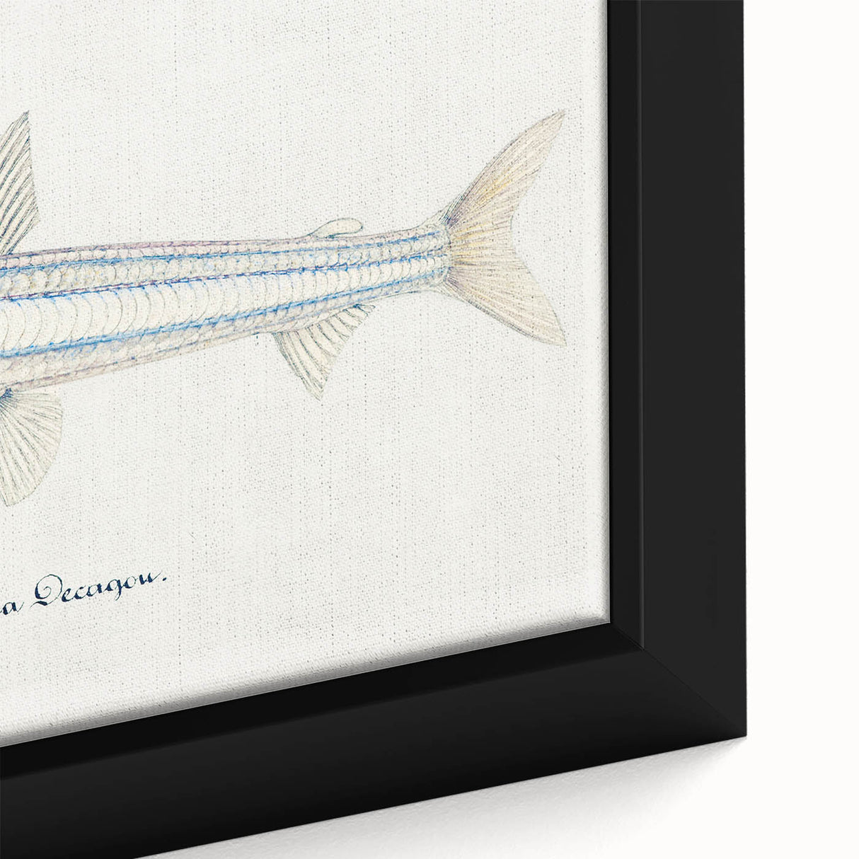 Realism Art Print of Argentina Elongata - Vintage Marine Life Illustration