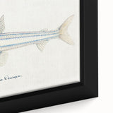 Realism Art Print of Argentina Elongata - Vintage Marine Life Illustration
