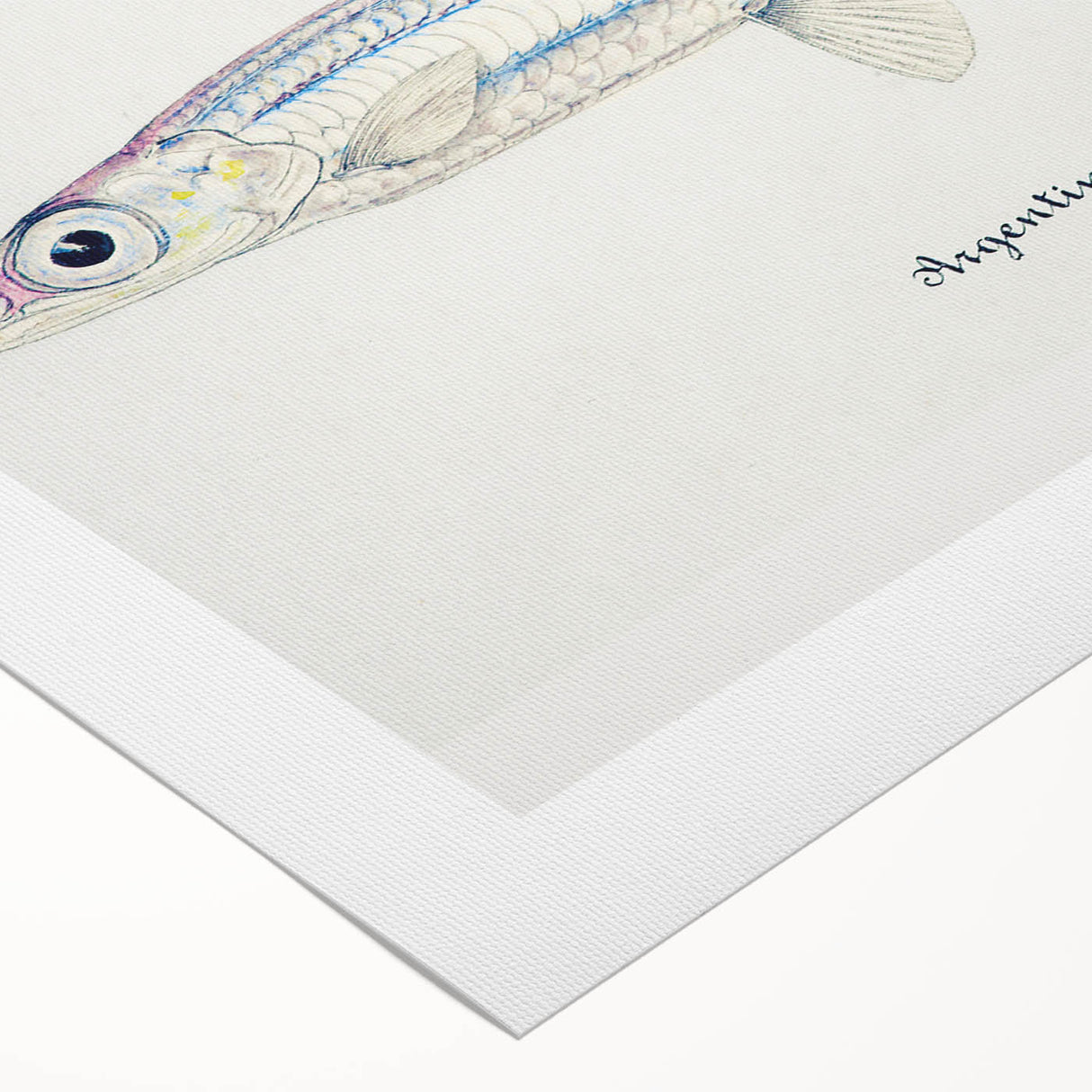 Realism Art Print of Argentina Elongata - Vintage Marine Life Illustration