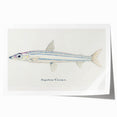 Realism Art Print of Argentina Elongata - Vintage Marine Life Illustration
