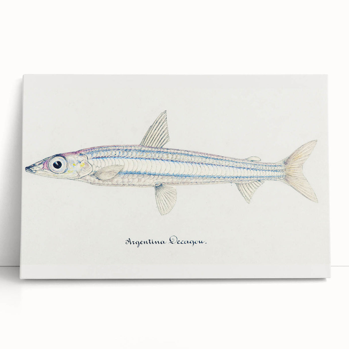 Realism Art Print of Argentina Elongata - Vintage Marine Life Illustration