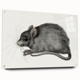 Romanticism Art - Study of a Mouse - Classic Romantic Animal Print