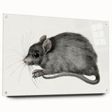 Romanticism Art - Study of a Mouse - Classic Romantic Animal Print