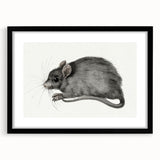 Romanticism Art - Study of a Mouse - Classic Romantic Animal Print