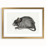 Romanticism Art - Study of a Mouse - Classic Romantic Animal Print