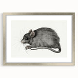 Romanticism Art - Study of a Mouse - Classic Romantic Animal Print