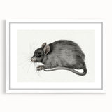 Romanticism Art - Study of a Mouse - Classic Romantic Animal Print