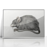 Romanticism Art - Study of a Mouse - Classic Romantic Animal Print