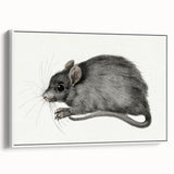 Romanticism Art - Study of a Mouse - Classic Romantic Animal Print