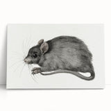 Romanticism Art - Study of a Mouse - Classic Romantic Animal Print