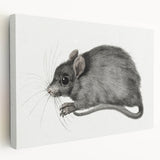 Romanticism Art - Study of a Mouse - Classic Romantic Animal Print
