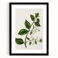 Realism Art Prints - Antique Botanical Plant Realistic Wall Art Canvas