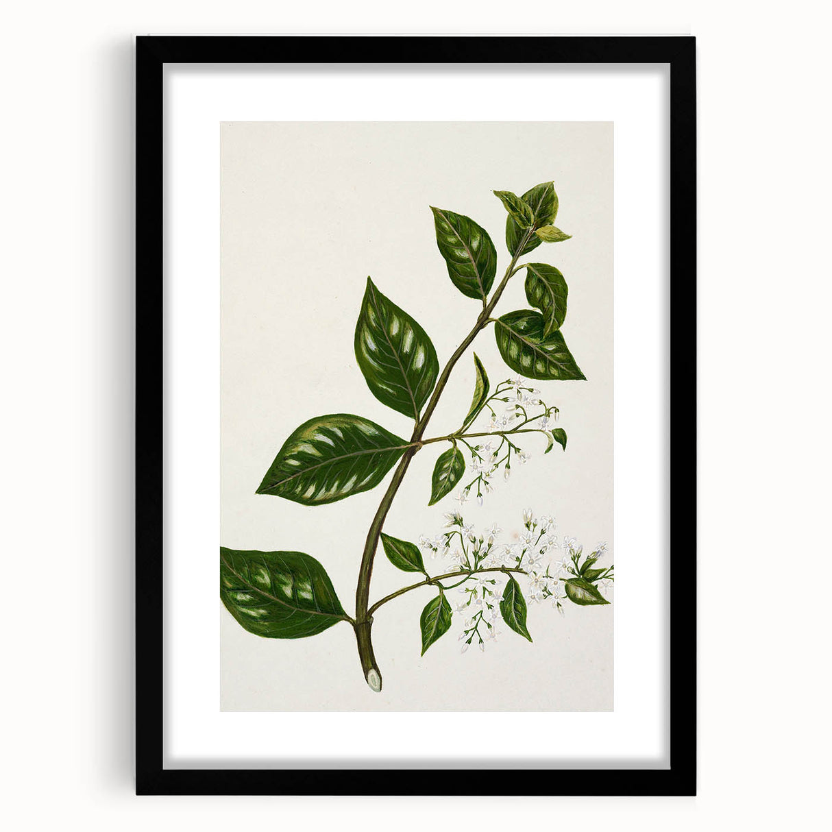 Realism Art Prints - Antique Botanical Plant Realistic Wall Art Canvas
